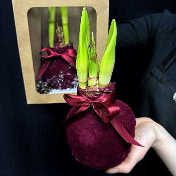 Луковица амариллиса в воске (красный бархат)