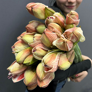 Монобукет из 9 бело-розовых амариллисов под ленту  Монобукет из 9 бело-розовых амариллисов под ленту