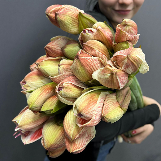 Монобукет из 9 бело-розовых амариллисов под ленту  по лучшей цене в Москве Монобукет из 9 бело-розовых амариллисов под ленту  с доставкой в Москве